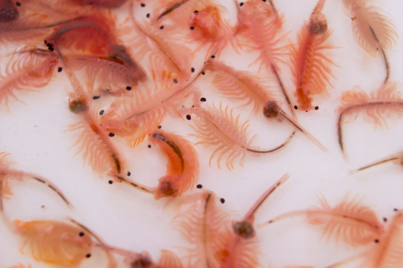 baby-brine-shrimp