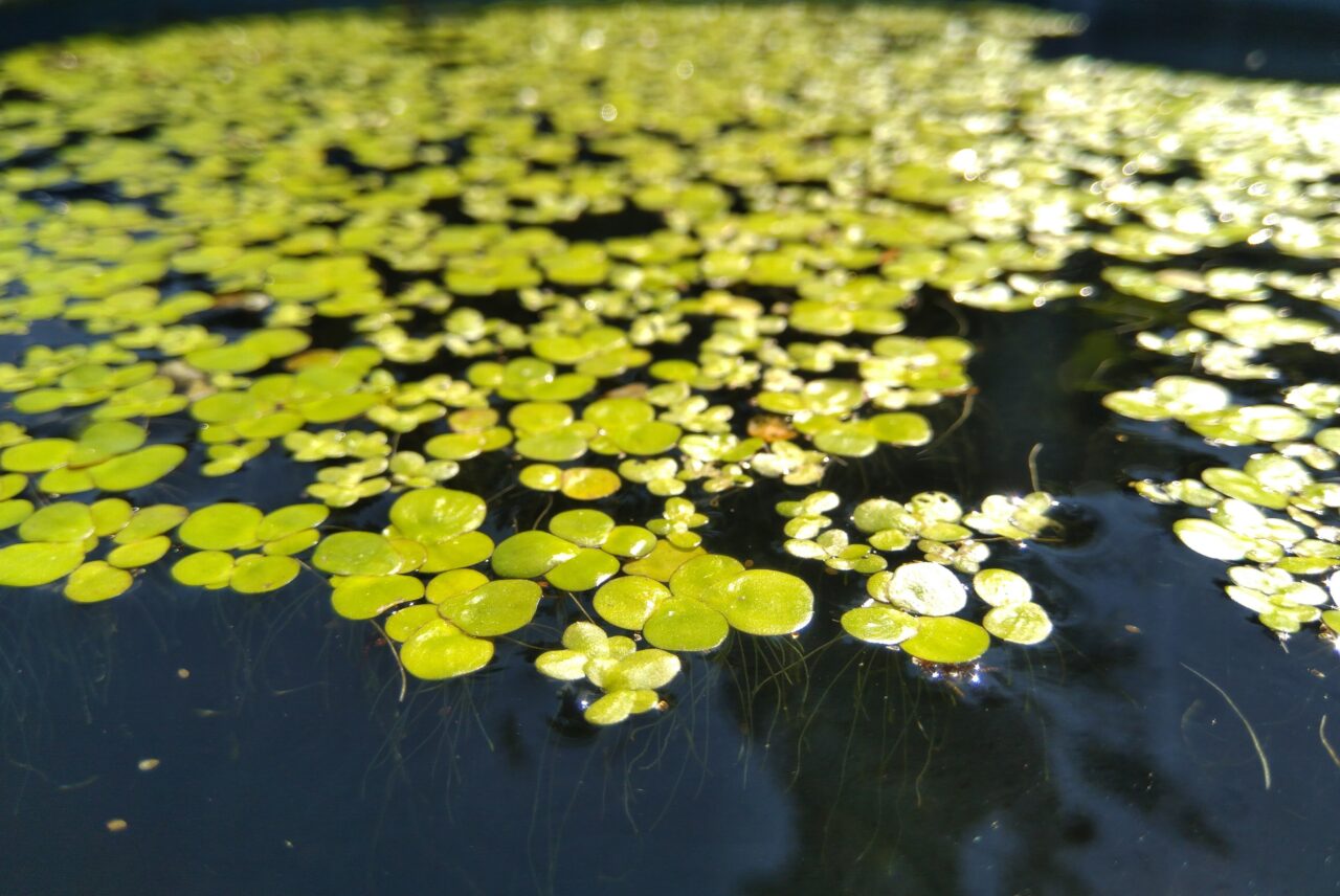 closeup duckweed plant